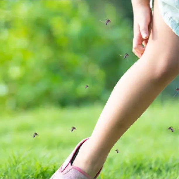 วิธีจัดการยุงให้พ้นจากบ้านคุณ