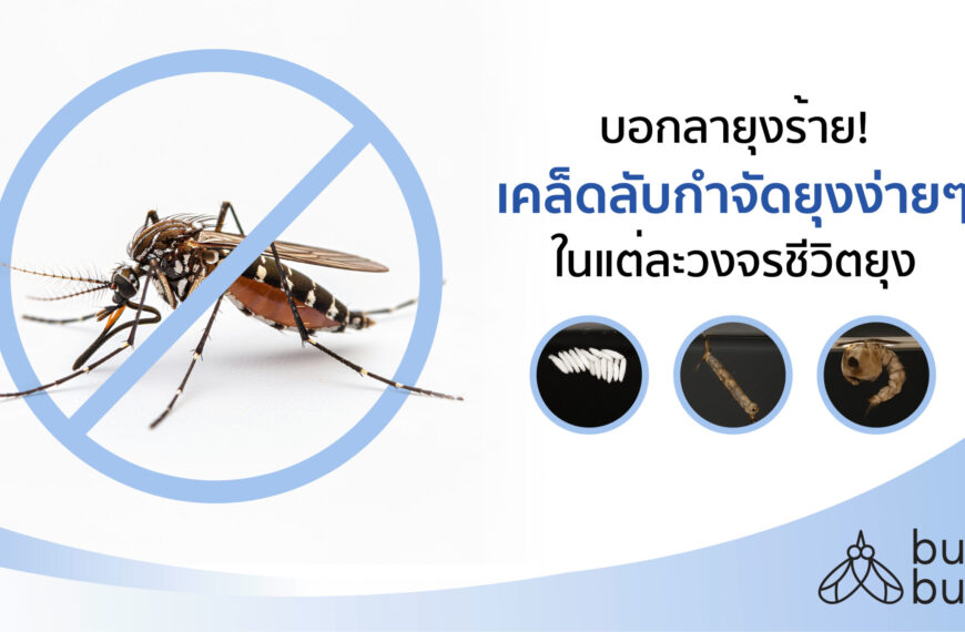 บอกลายุงร้าย! เคล็ดลับกำจัดยุงง่ายๆ ในแต่ละวงจรชีวิตยุง